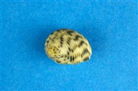 藏品(粗紋蜑螺)的圖片